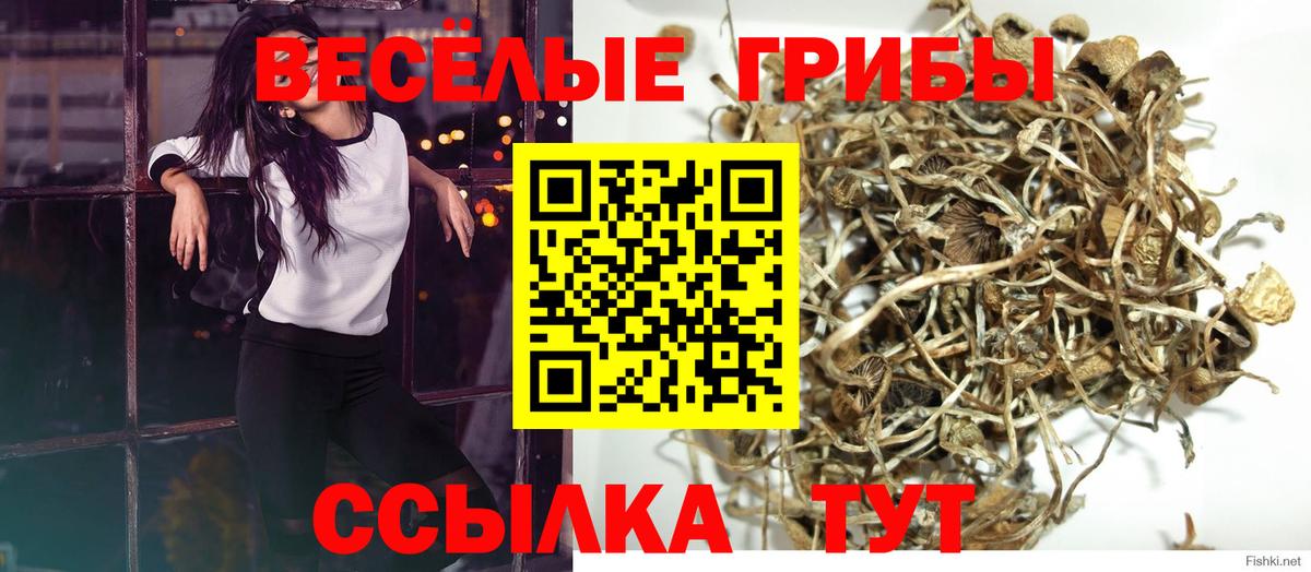 Псилоцибиновые грибы Psilocybe Электрогорск